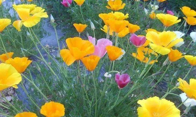 花语暗示心已死是什么花？心已死，花开时