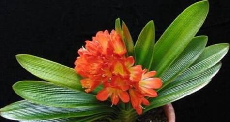 友情长久，花开不败是什么花？红玫瑰为什么代表的友情之美？
