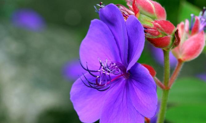 菊花为什么代表睿智、智慧的象征？菊花的历史是什么？