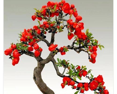 长寿冠海棠的花期及观赏技巧（探究长寿冠海棠的开花时间及欣赏方法）