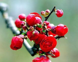 长寿冠海棠花的美丽传说（品味海棠之美）