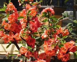 长寿冠海棠的花期特点（一年开几次花）