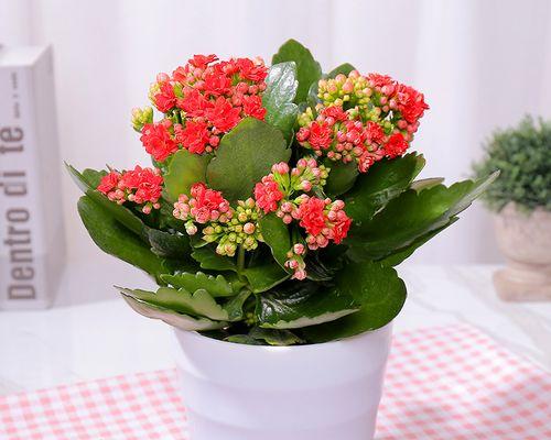 长寿冠花的美丽与神奇（探秘长寿冠一年开几次花的奥秘）