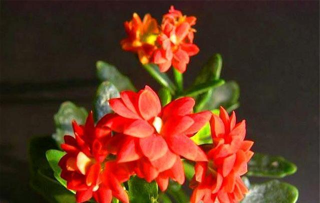 长寿花——凌驾于岁月的灵芝（探秘长寿花的美妙世界）