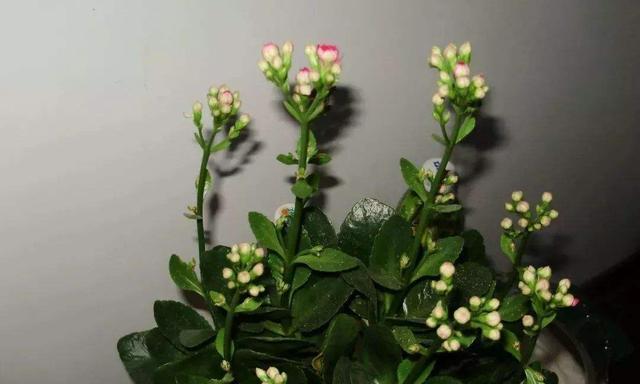 长寿花汁液真的有毒吗（揭开长寿花汁液的真相）