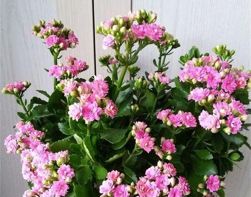 长寿花的冬季养护（保证春季生机勃勃的花海）