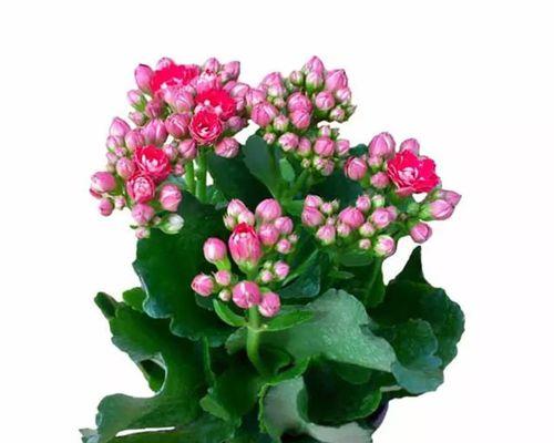 长寿花开花时间及养护技巧（如何让长寿花更美丽地绽放）