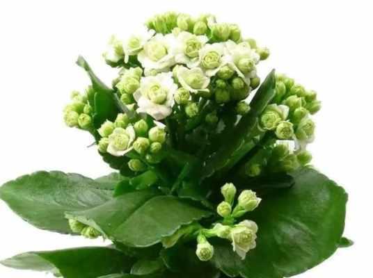 长寿花开花时间及养护技巧（掌握长寿花开花周期）