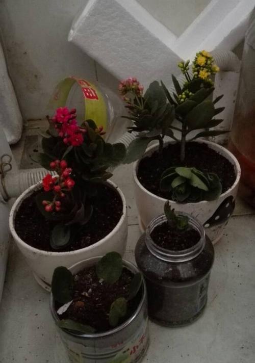 长寿花换盆后的浇水技巧（新盆新土需注意）