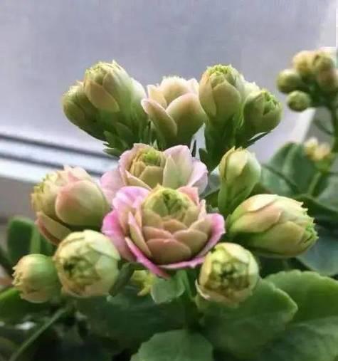 长寿花的开花与浇水时间（浇水时间要注意的几点和长寿花的养护技巧）