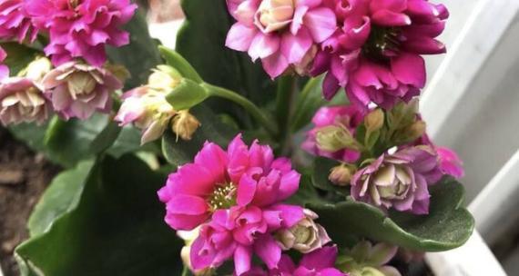 长寿花开花有毒吗（了解这些）