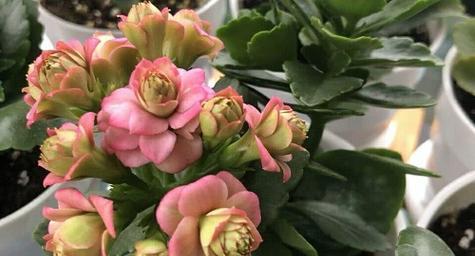 如何处理开完花的长寿花（保存长寿花的小技巧）