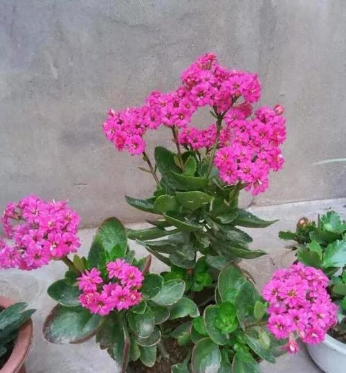 长寿花可以浇淘米水吗（揭秘淘米水的真相）
