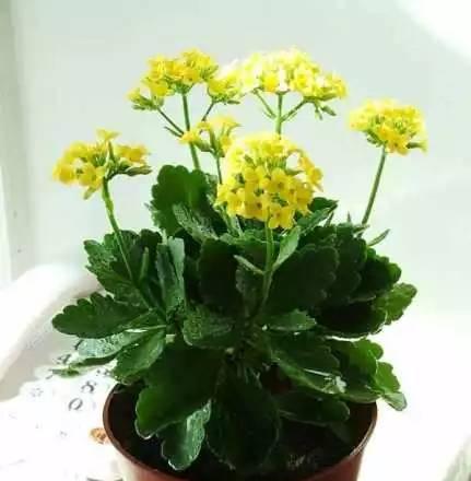 长寿花的水养之道（学会正确的水养方式）