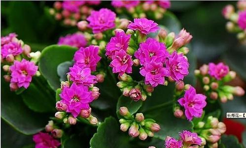 长寿花的耐寒温度剖析（从花苗生长到盆栽养护）