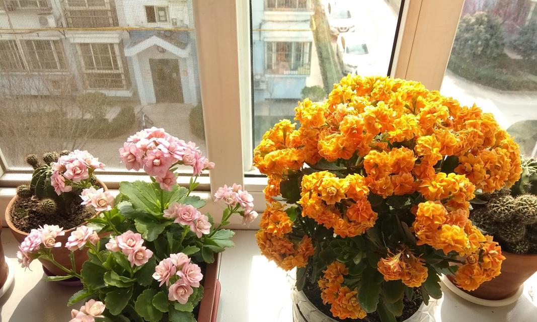 长寿花的耐阴特性（探究长寿花的光照需求和适应能力）