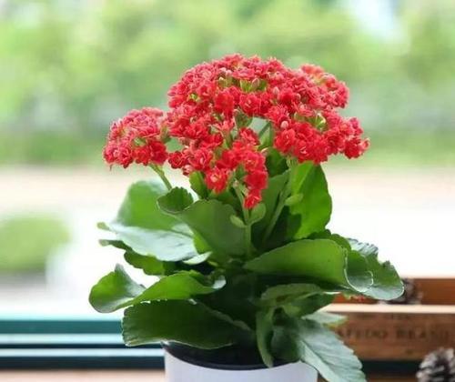 长寿花（深入探究长寿花的甲醛净化作用）
