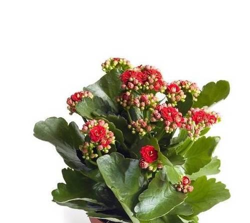 长寿花开花时间及特点（长寿花开花时间的变化与影响）