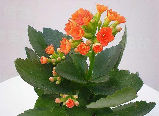 长寿花——不老神话（探秘长寿花的生命之谜）