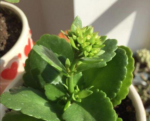 长寿花——一种神奇的木本植物（长寿花的特点和栽培技巧）