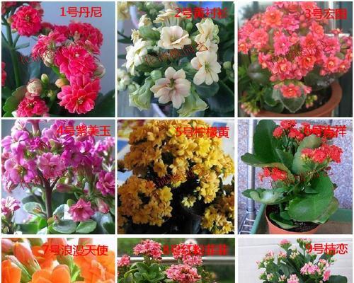 长寿花是否四季开花（探究长寿花的开花特性）