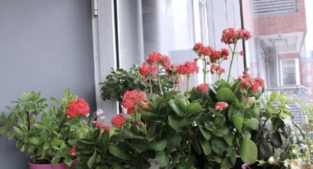 长寿花夏季如何浇水（夏季长寿花的水分管理技巧）