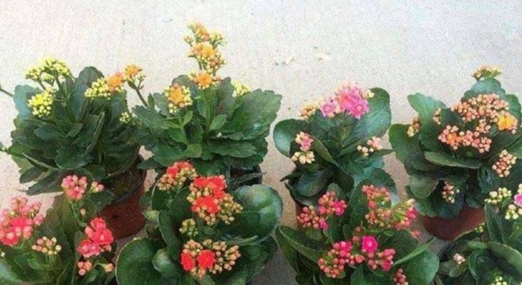 长寿花的神奇功效（从美容护肤到保健养生）