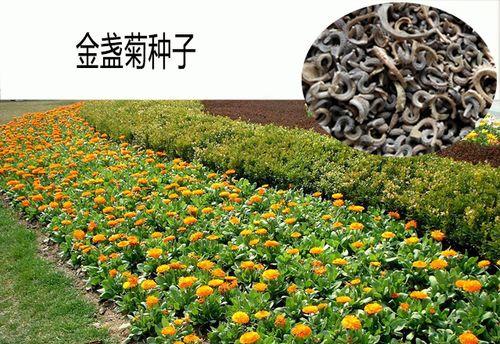 长寿花种子的生长与收获（种子长什么样子）
