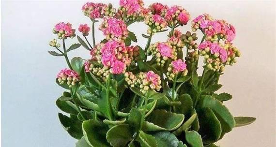 长寿花，寿命长久的美丽之花（长寿花的别名及特点）