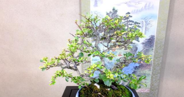 长寿梅——一年开花多少次（花期长短与开花频率的影响因素）