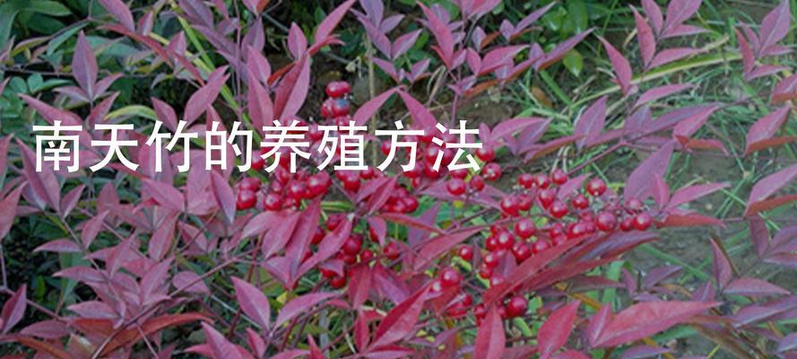 长寿竹养护详解（浇水的正确方法和时间）