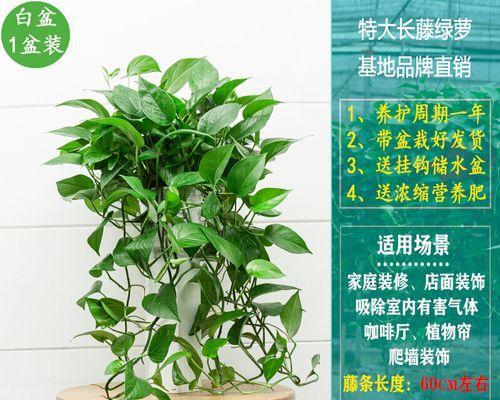 探索长藤世界（世界上最长的藤本植物及其种类）