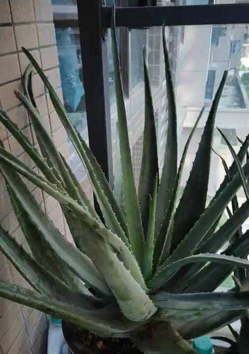 芦荟的光照需求（探究芦荟喜光还是喜阴）