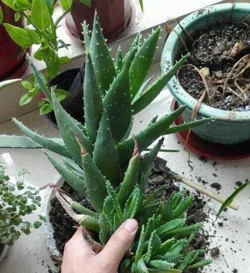 芦荟移盆后的浇水技巧（如何正确地给移盆芦荟浇水以确保其健康生长）