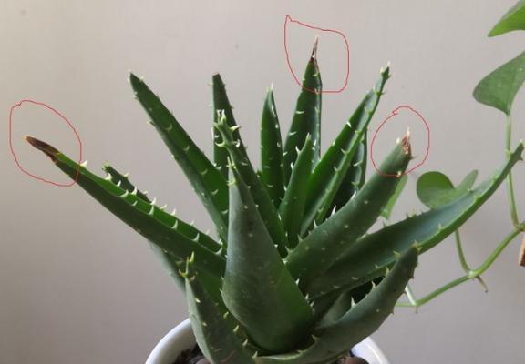 芦荟是否会冻死？院里种芦荟冬天需注意的事项