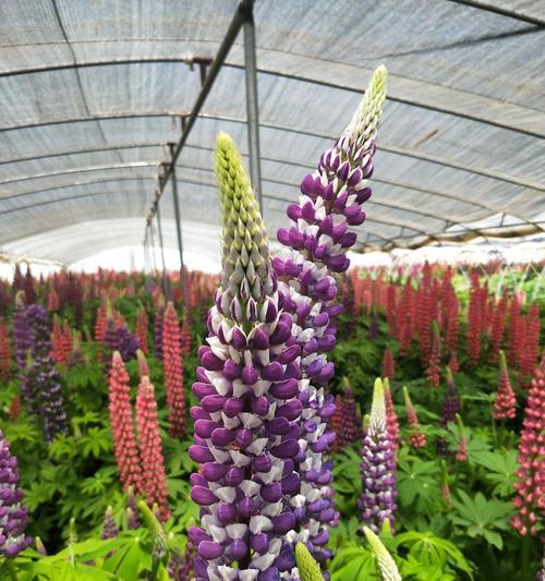 鲁冰花的养殖方法与养护要点有哪些？好养的多肉植物是什么？