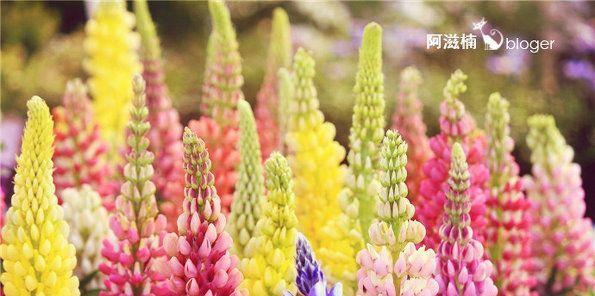鲁冰花花期的奥秘是什么？鲁冰花的开花时间和特点有哪些？