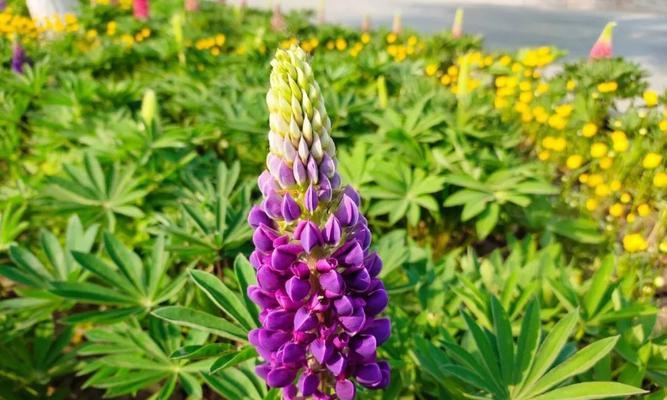 鲁冰花开花后怎么处理？让鲁冰花绽放更美的秘诀是什么？