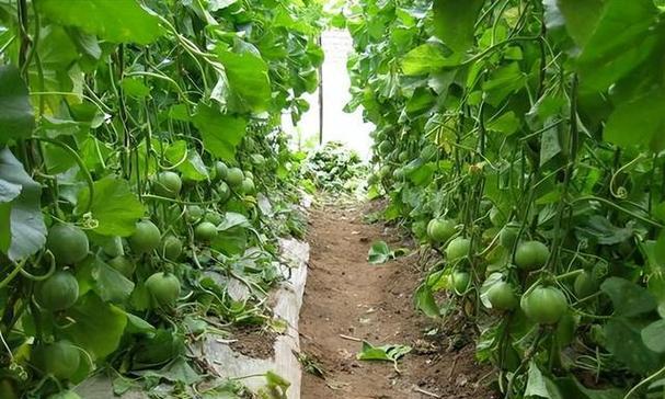 露天甜瓜播种时间和方法有哪些？甜瓜生长的诀窍是什么？