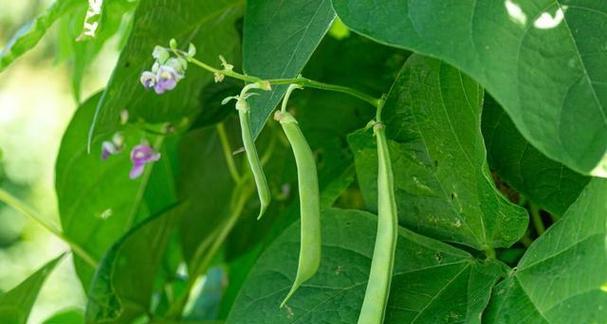 露天芸豆种植时间怎么选择？决定产量和质量的关键为什么在于种植时间？