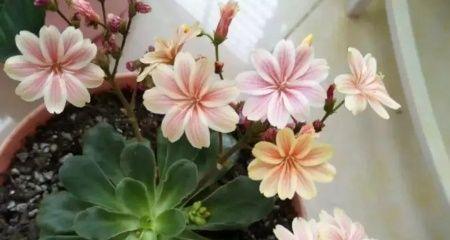露薇花繁殖方法和注意事项有哪些？怎么打造属于你的花园乐园？