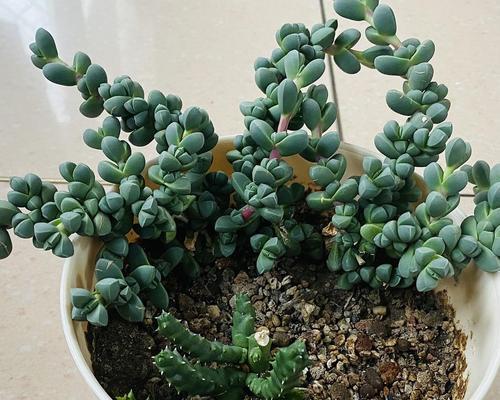 鹿角海棠的开花时间及特点是什么？鹿角海棠的花期在什么时候？