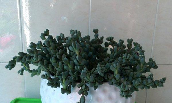 鹿角海棠为什么是喜欢阳光的花朵？鹿角海棠喜欢阳光有什么原因及养护方法？