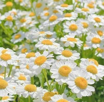 小雏菊的花语及其意义（揭示小雏菊花语的神秘面纱）