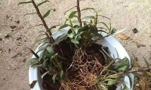如何种植石斛——了解石斛的种植条件与环境要求（石斛的生长需求与适宜环境）