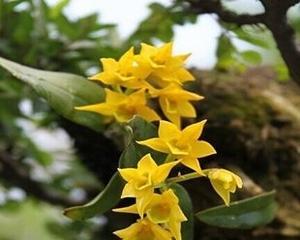石斛花期长达数月，迷人的花海景象引人入胜