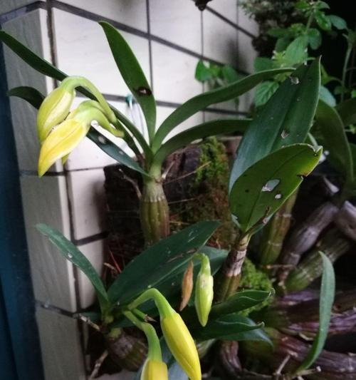 石斛开花时间的探究（探究石斛开花的因素和时间分布）