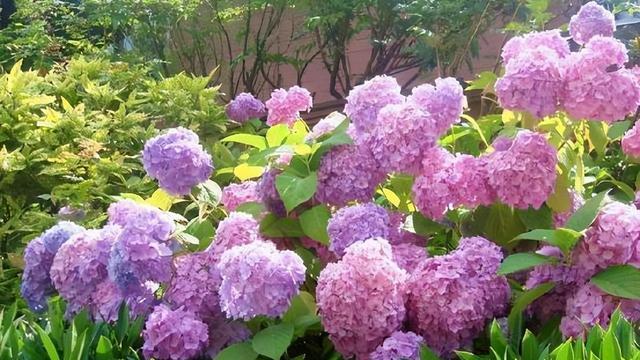 绣球花的寓意与象征（探寻绣球花的花语和文化内涵）