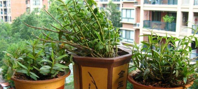 石斛浇水的正确方法与时间（保证石斛健康成长的重要技巧）