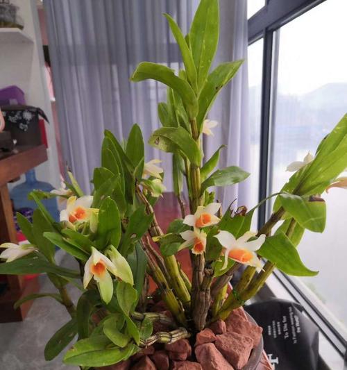 石斛开花后的管理方法（如何处理石斛的开花问题）
